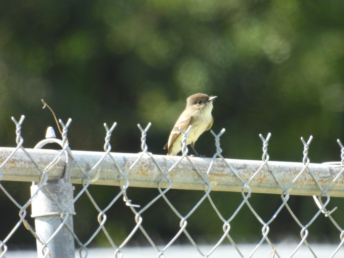 Eastern Phoebe - ML645471154