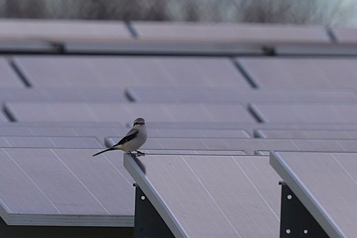 Alcaudón Boreal - ML645471156