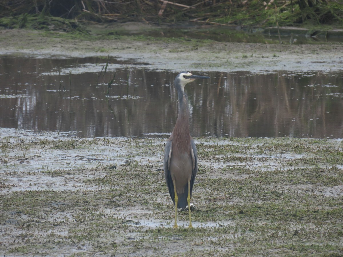 White-faced Heron - ML645471159