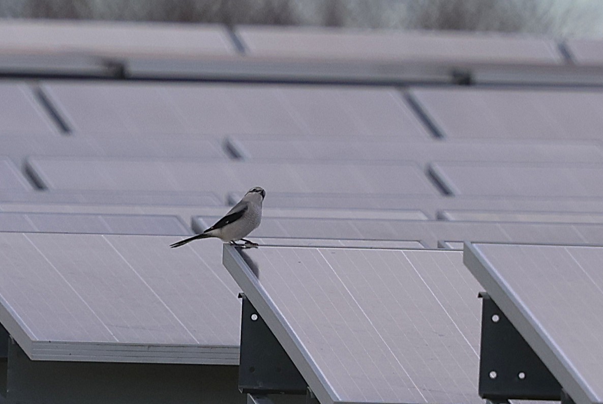 Alcaudón Boreal - ML645471161