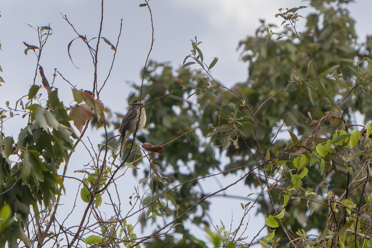 Variegated Flycatcher - ML645471163