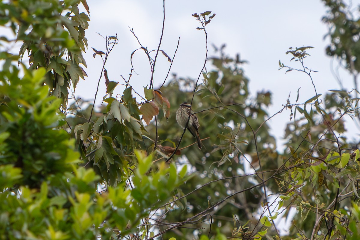 Variegated Flycatcher - ML645471164