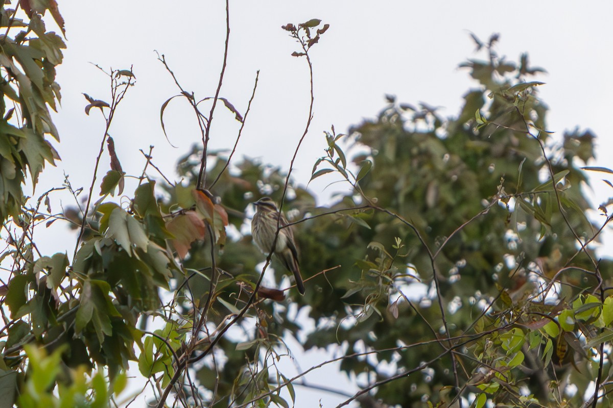 Variegated Flycatcher - ML645471165