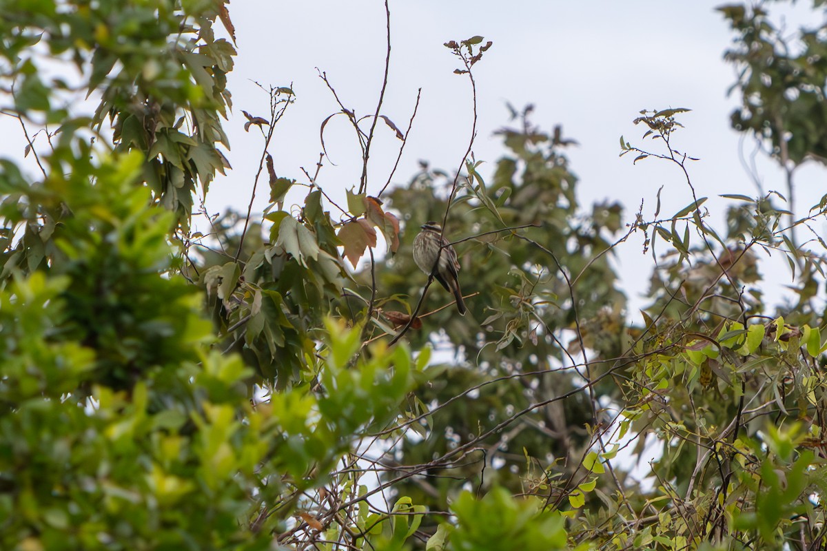 Variegated Flycatcher - ML645471166