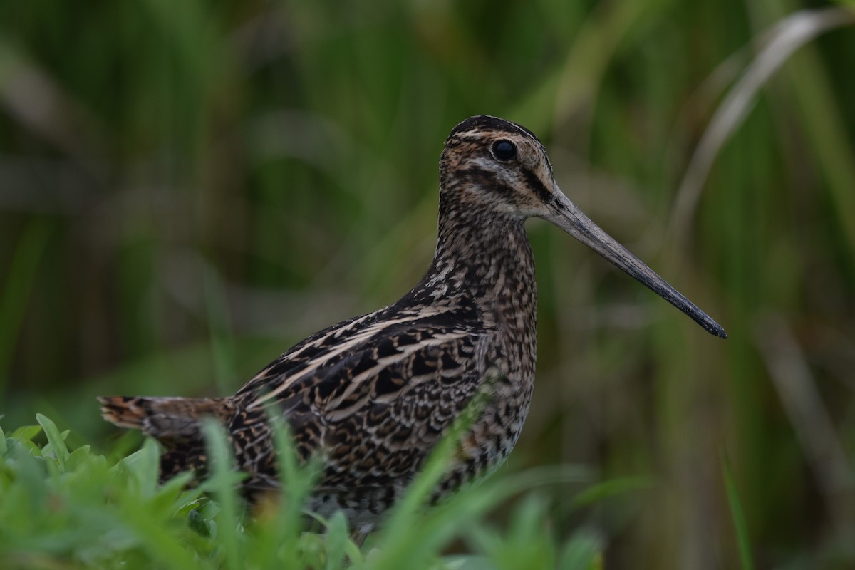 中地鷸 - ML645471172