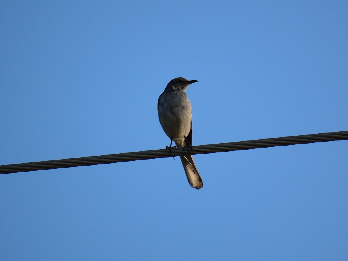 Northern Mockingbird - ML645471174