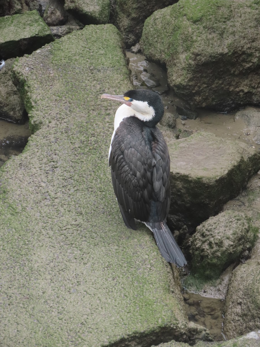 Pied Cormorant - ML645471180