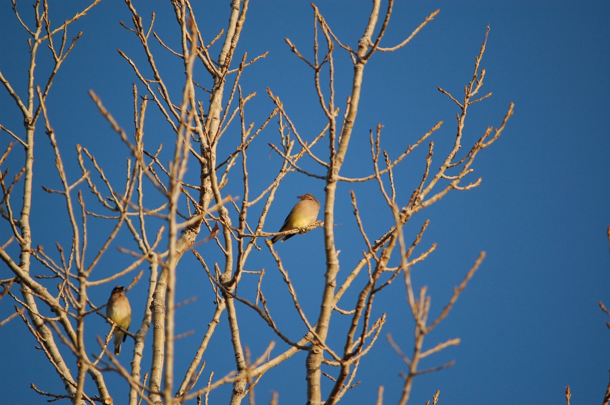 Cedar Waxwing - ML645471186