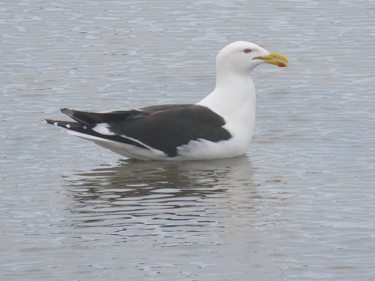 Kaio domingotarra - ML645471197