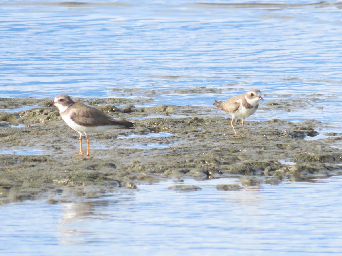 Semipalmated Plover - ML645471207