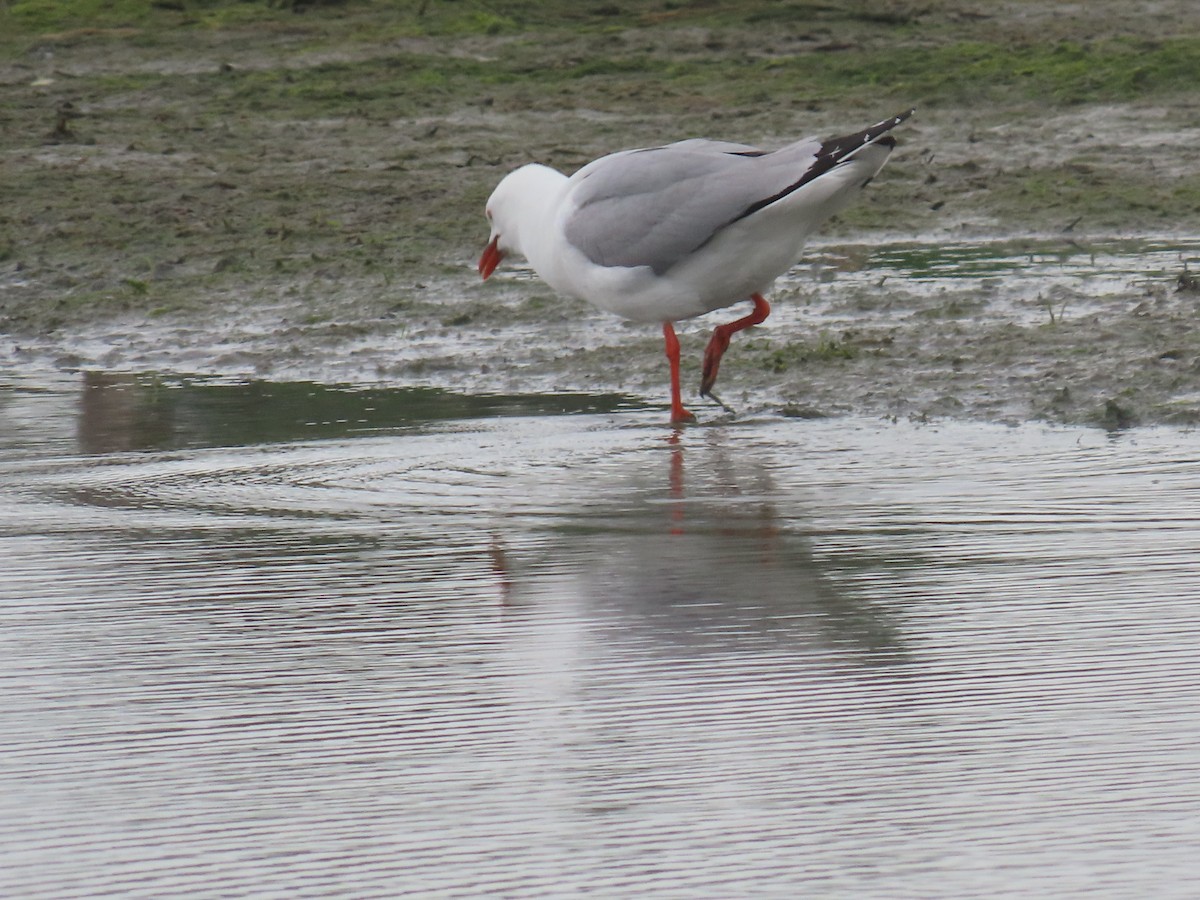 Zilar-antxeta - ML645471219