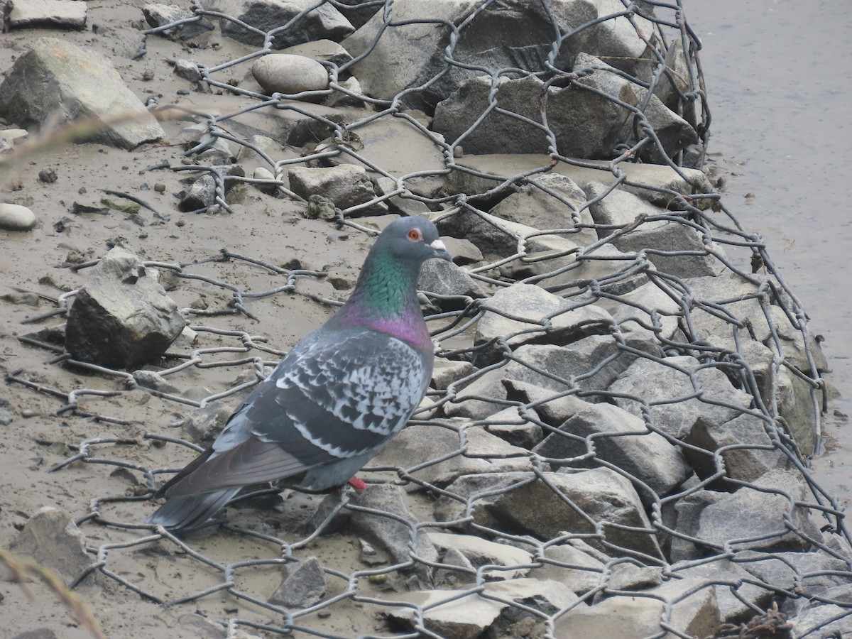 Haitz-usoa (etxekoa) - ML645471227