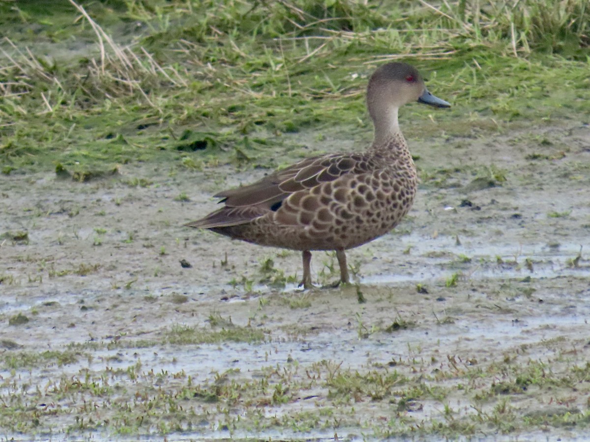 Zertzeta grisa - ML645471233