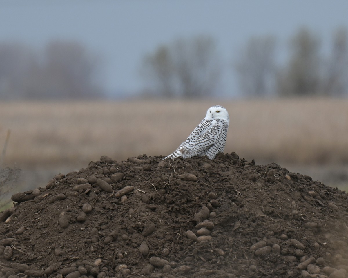 Snowy Owl - ML645471242