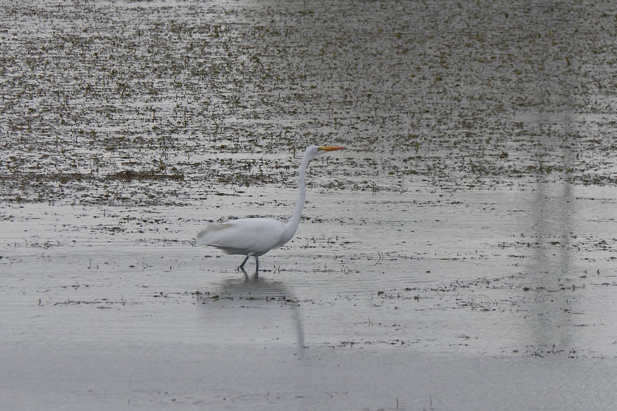Great Egret - ML645471243