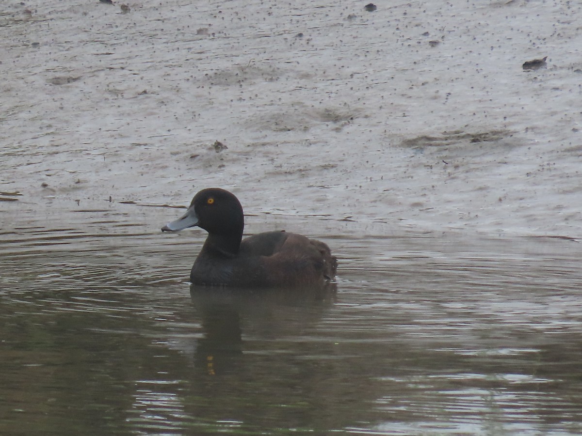 Murgilari zeelandaberritarra - ML645471254