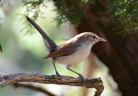Bewick's Wren - ML645471257