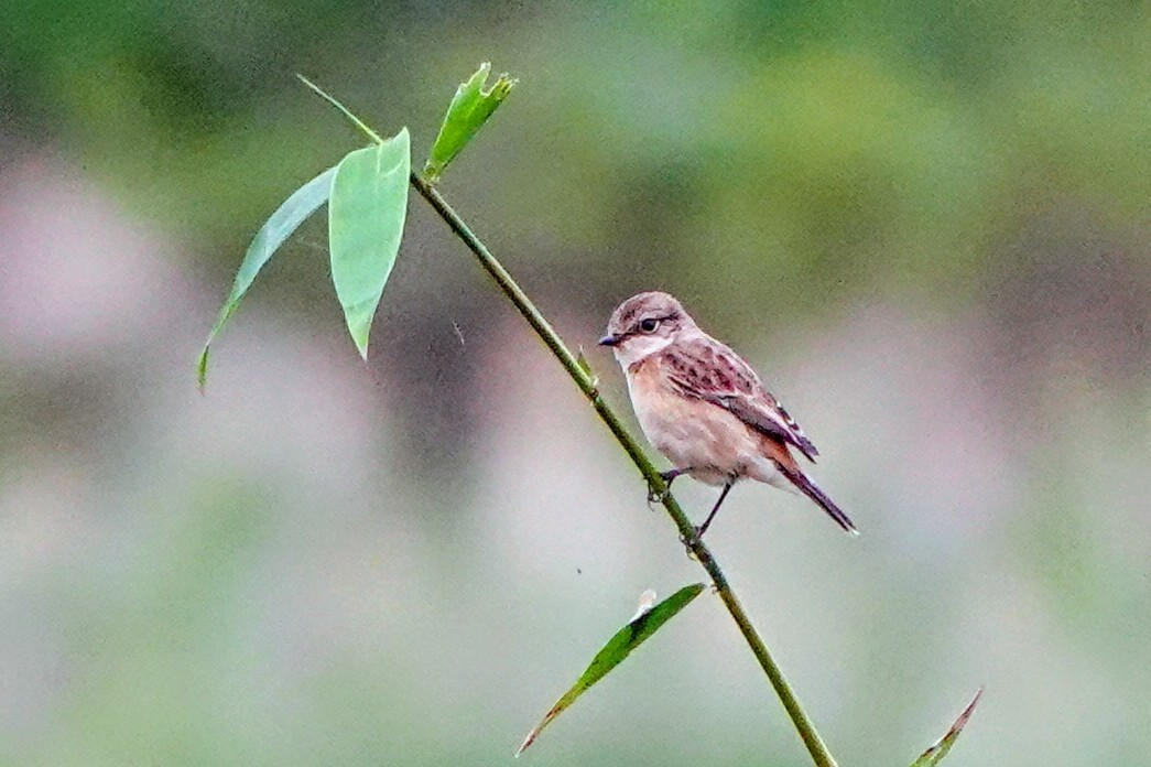 Amur Stonechat - ML645471262