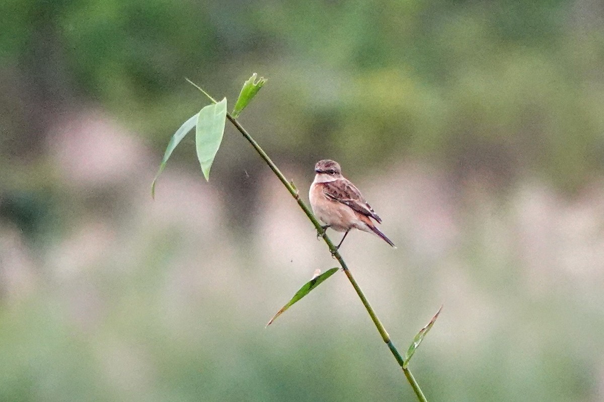 Amur Stonechat - ML645471263