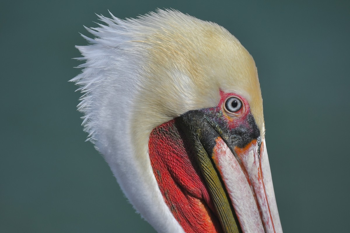 Pelikano arrea - ML645471270