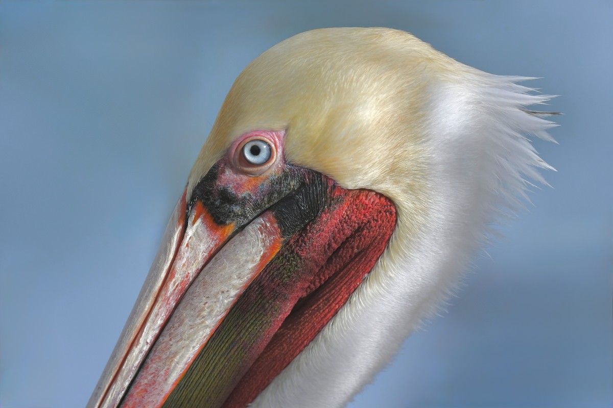 Pelikano arrea - ML645471275