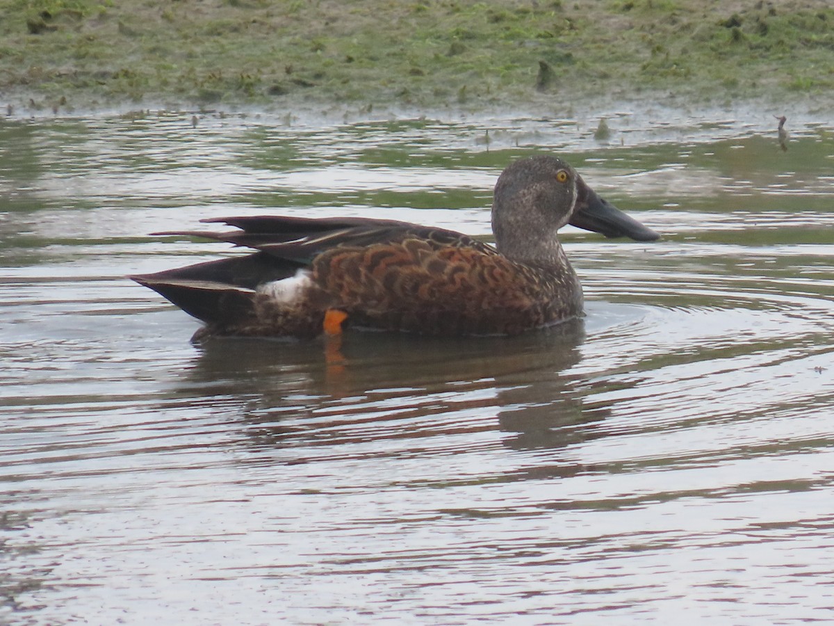 Australasian Shoveler - ML645471286