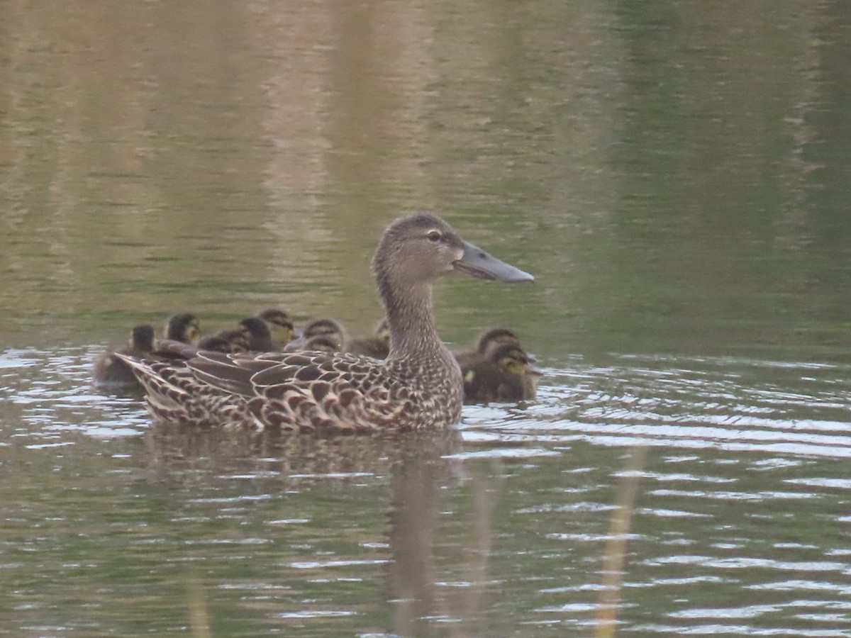 Australasian Shoveler - ML645471287