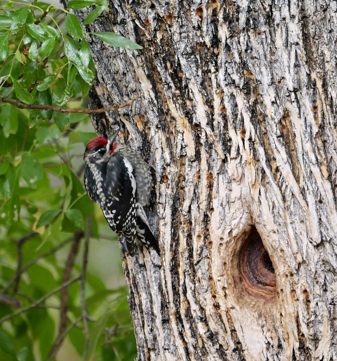 Rotnacken-Saftlecker - ML645471299