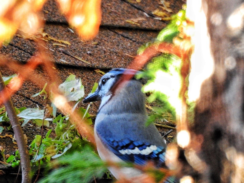 Сизойка блакитна - ML645471315