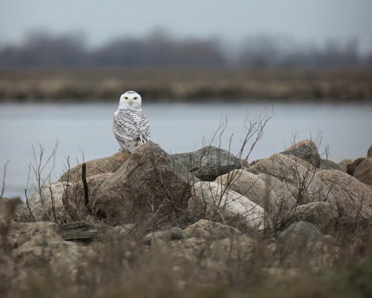 Snowy Owl - ML645471326