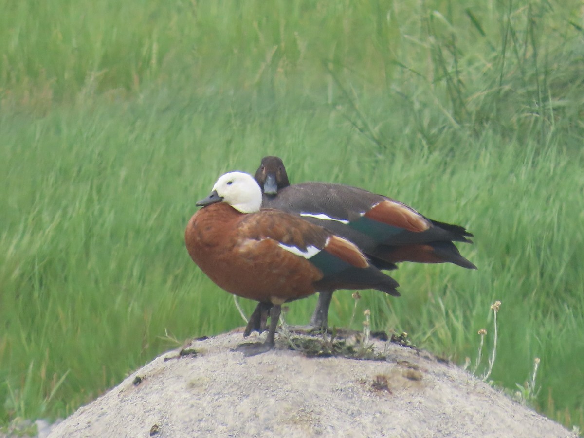 Paita maoria - ML645471327