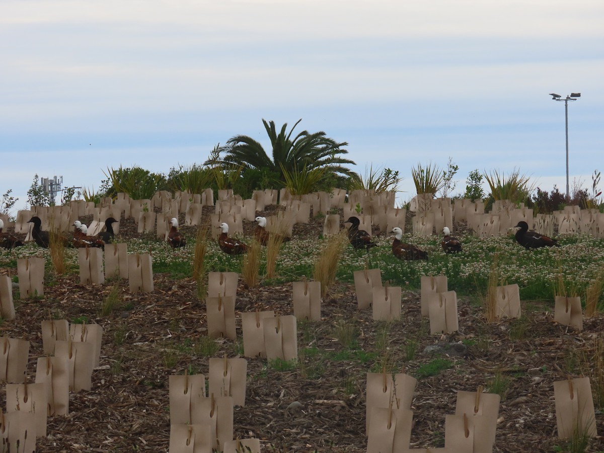 Paita maoria - ML645471328