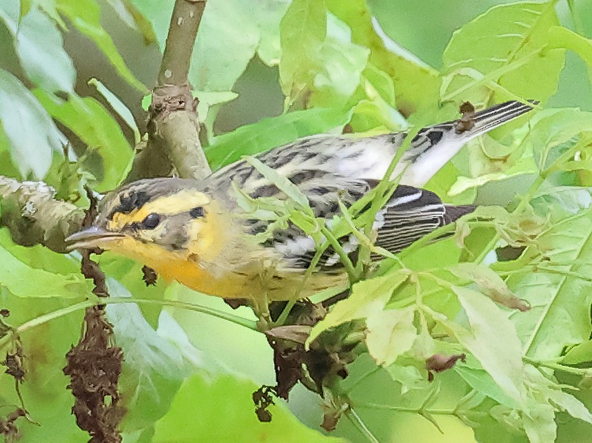 Blackburnian Warbler - ML645471330