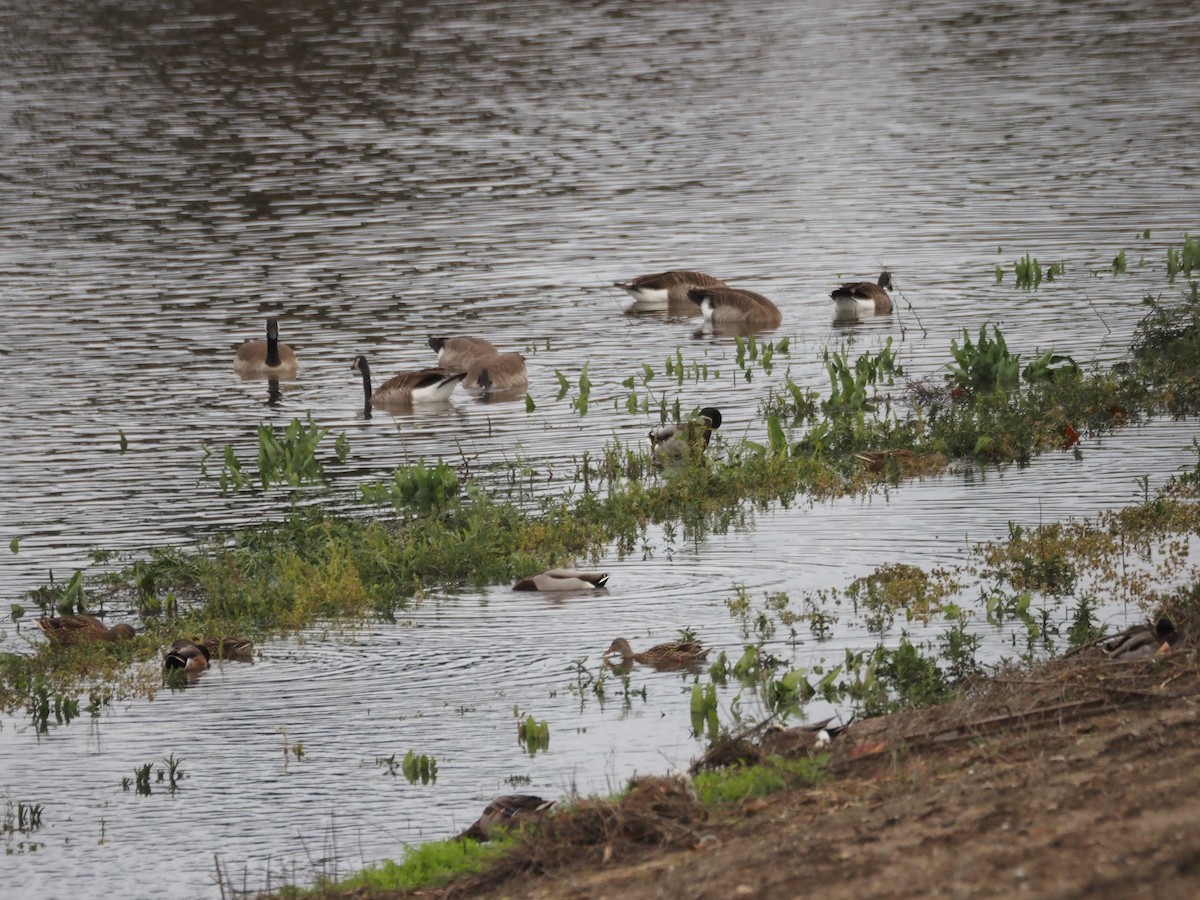 Oca canadese maggiore - ML645471332