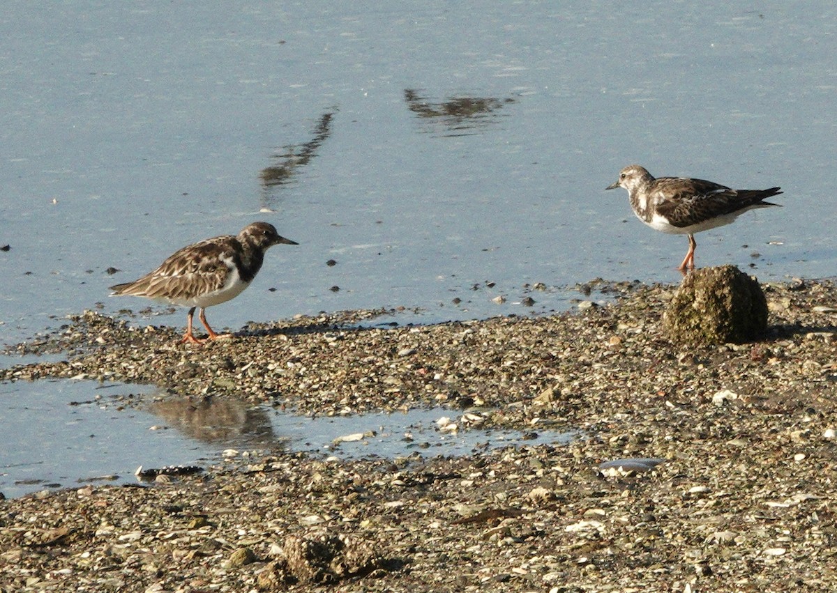 Ruddy Turnstone - ML645471341