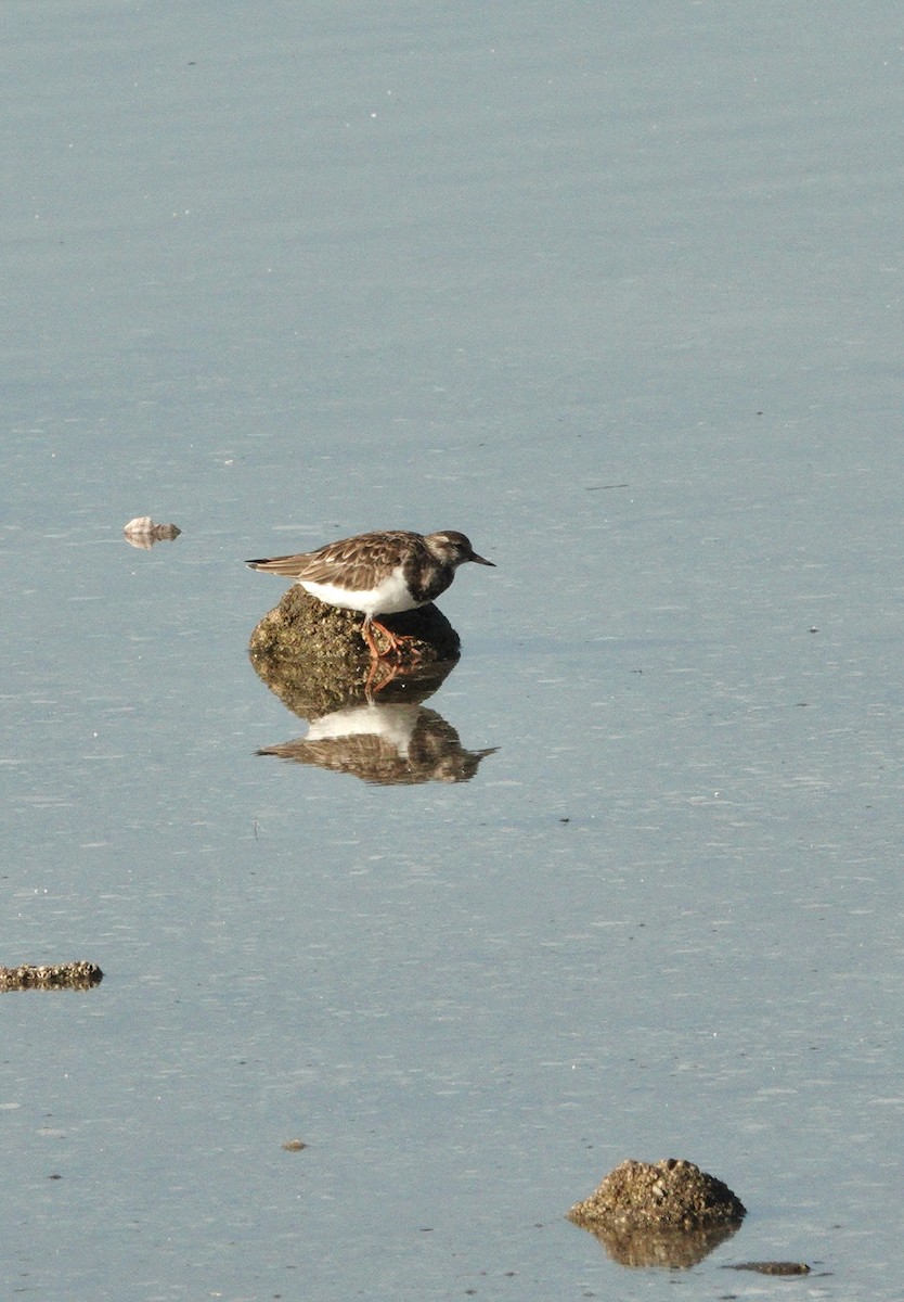 Ruddy Turnstone - ML645471342