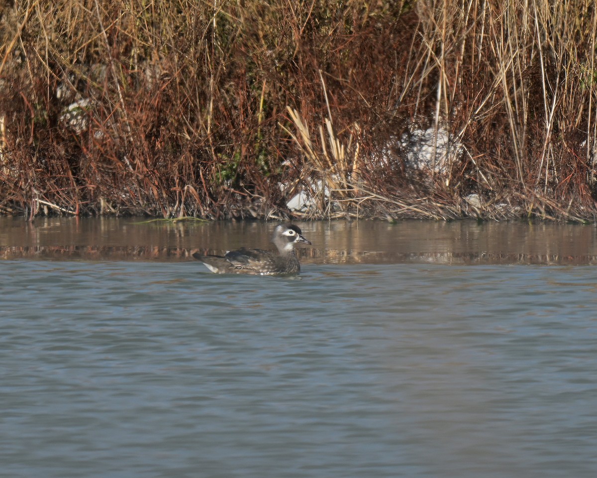kachnička karolínská - ML645471353