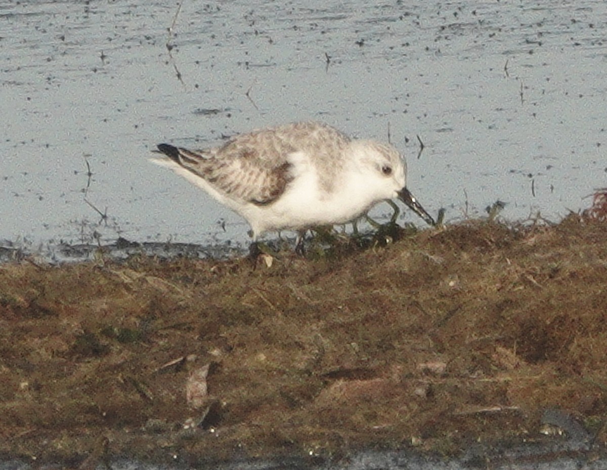 Sanderling - ML645471369