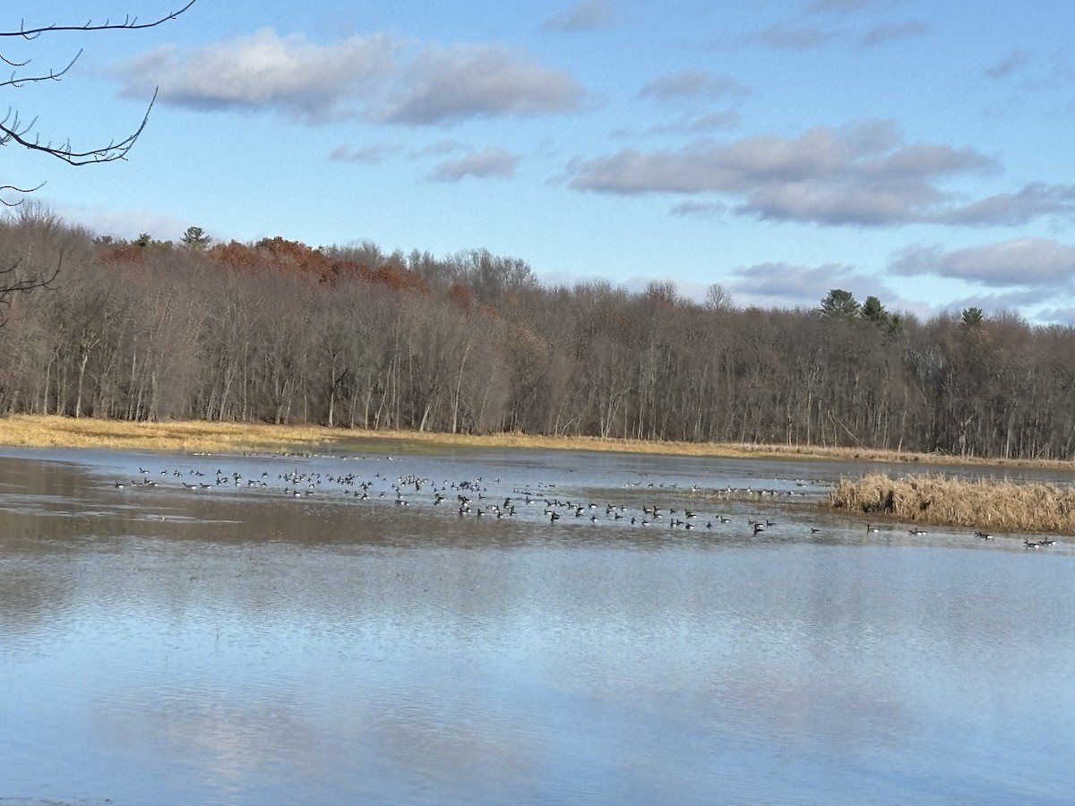 Oca canadese maggiore - ML645471376