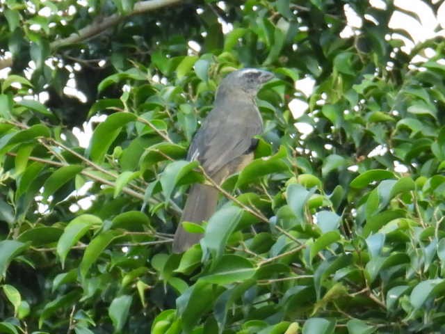 Cinnamon-bellied Saltator - ML645471390