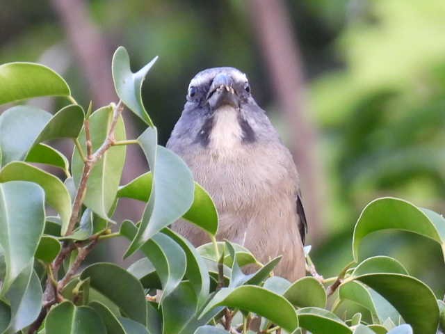 Cinnamon-bellied Saltator - ML645471391