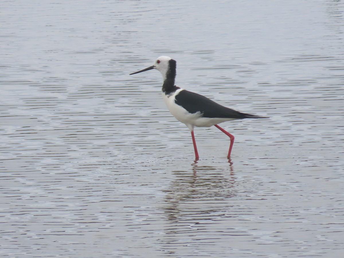 Zankaluze pintoa - ML645471393