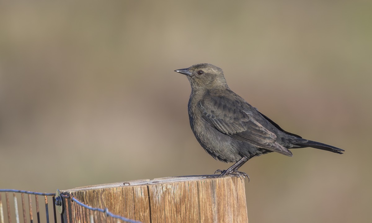 Brewer Karatavuğu - ML645471394