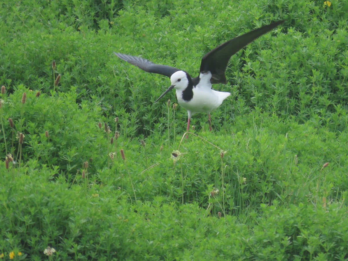 Zankaluze pintoa - ML645471395