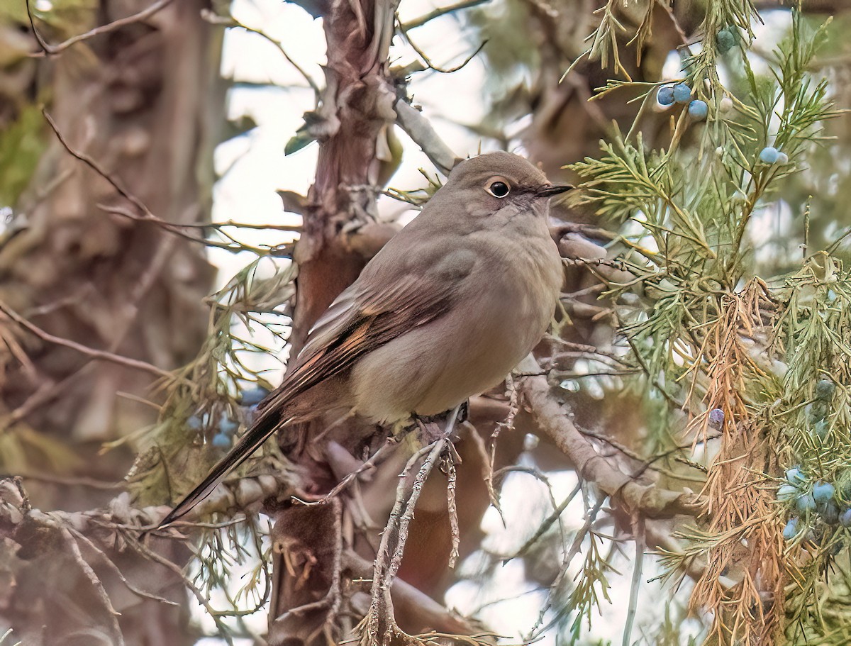 Townsend's Solitaire - ML645471397