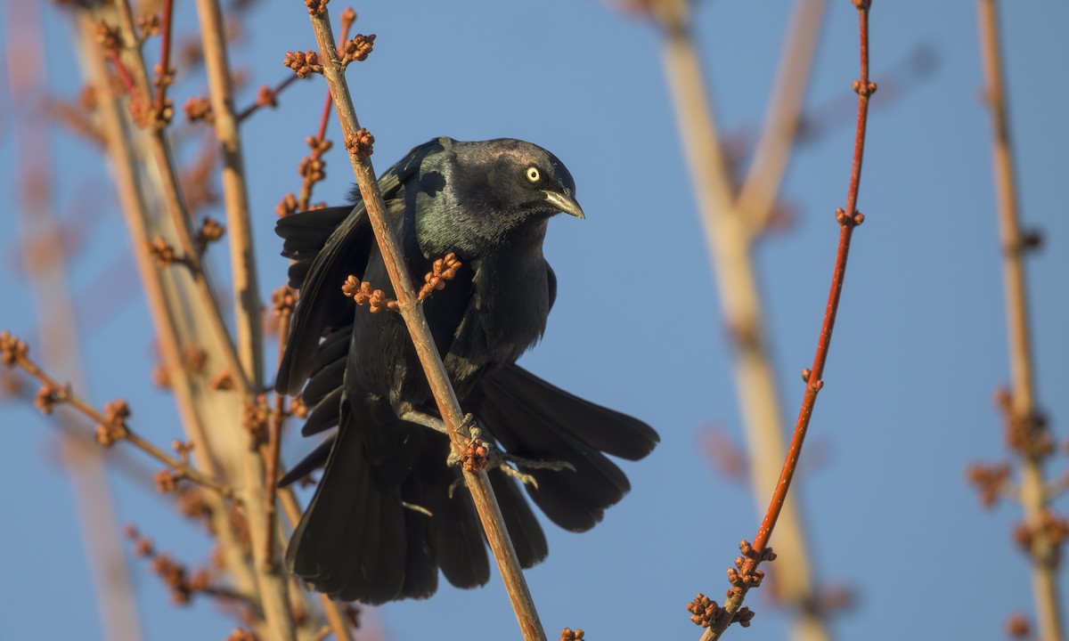 Brewer Karatavuğu - ML645471398