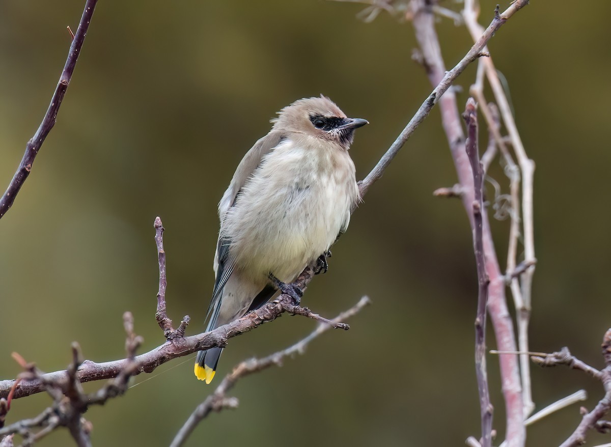 Cedar Waxwing - ML645471413