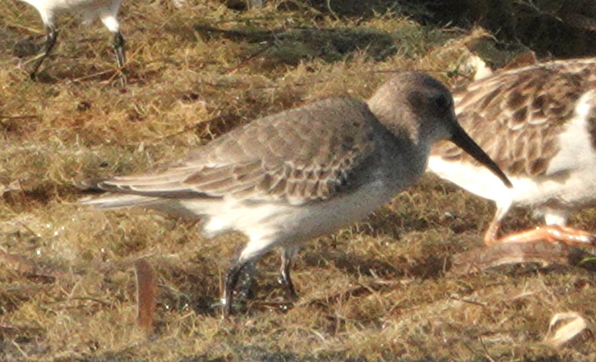 Dunlin - ML645471415