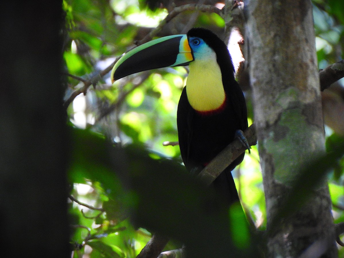 Channel-billed Toucan - ML645471431