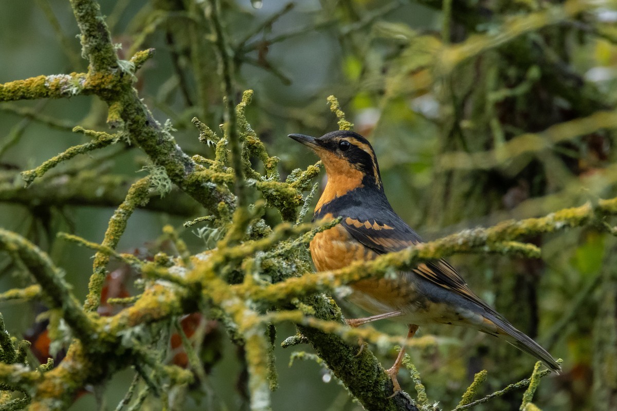 Halsbanddrossel - ML645471432